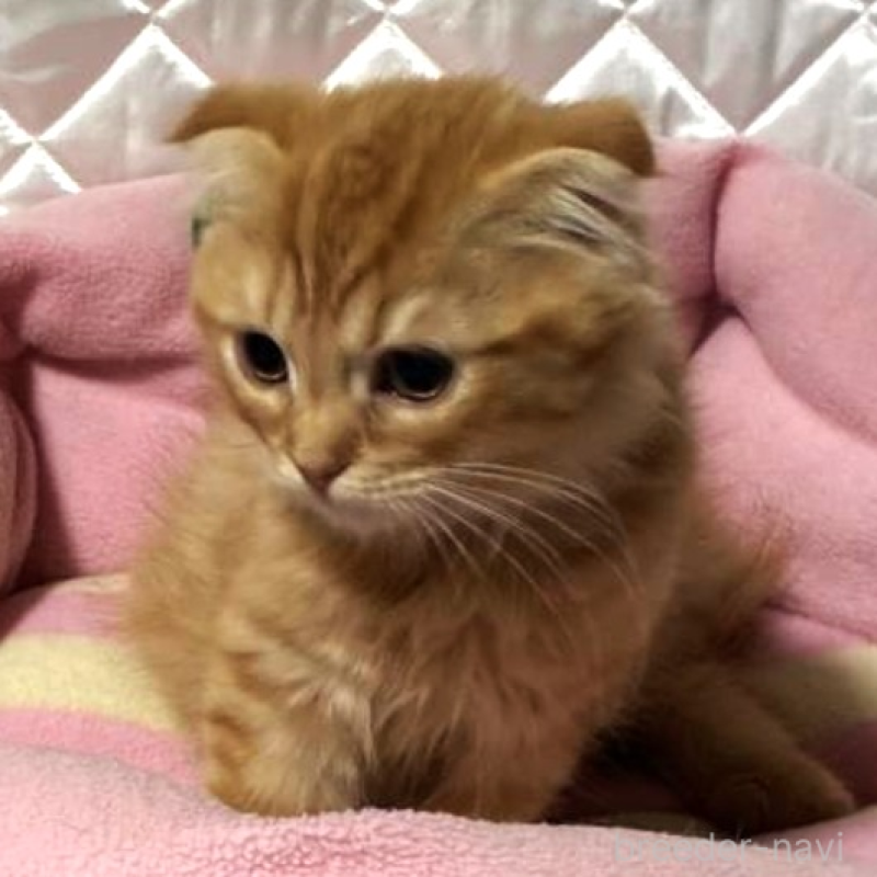 販売中の神奈川県のスコティッシュフォールド(折れ耳)-132525の2枚目