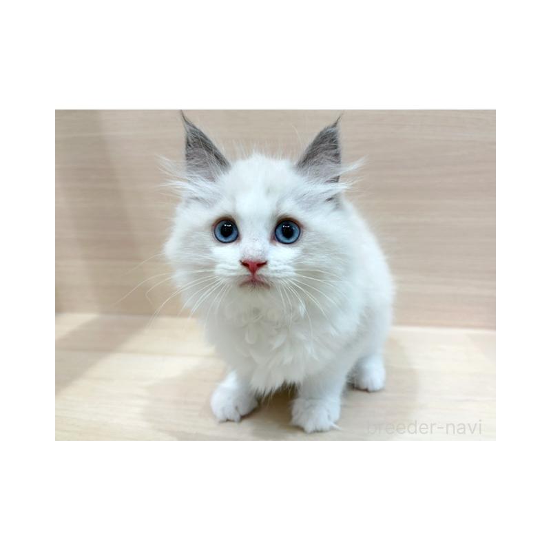 販売中の東京都のラグドール-132528