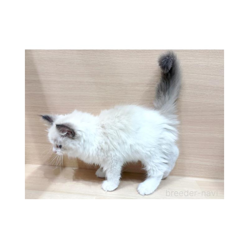 販売中の東京都のラグドール-132528の5枚目