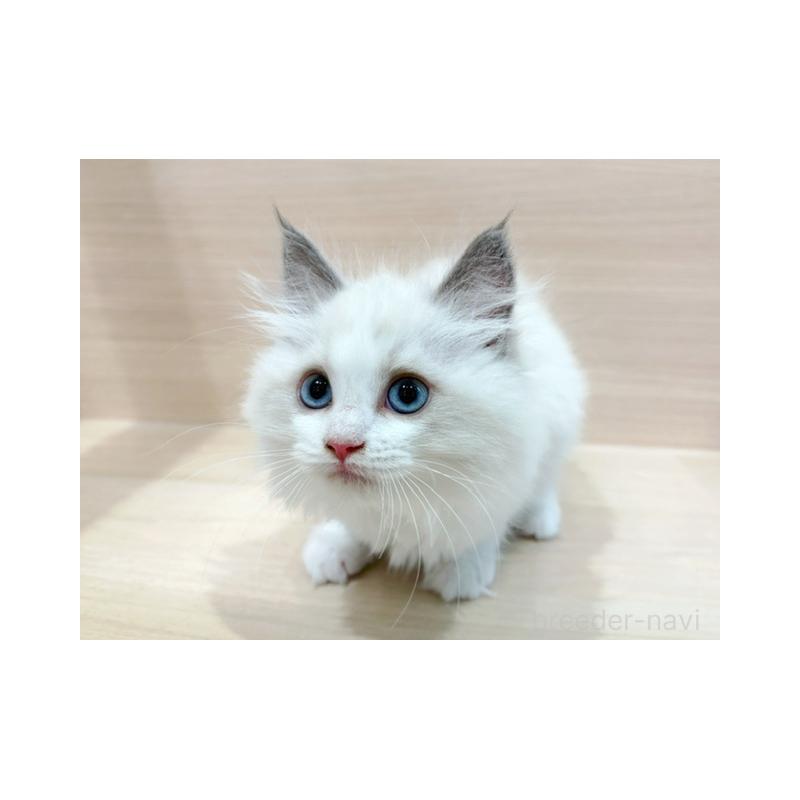 販売中の東京都のラグドール-132528の4枚目