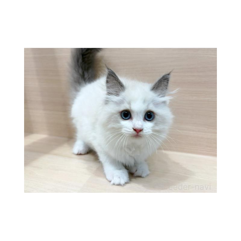 販売中の東京都のラグドール-132528の3枚目