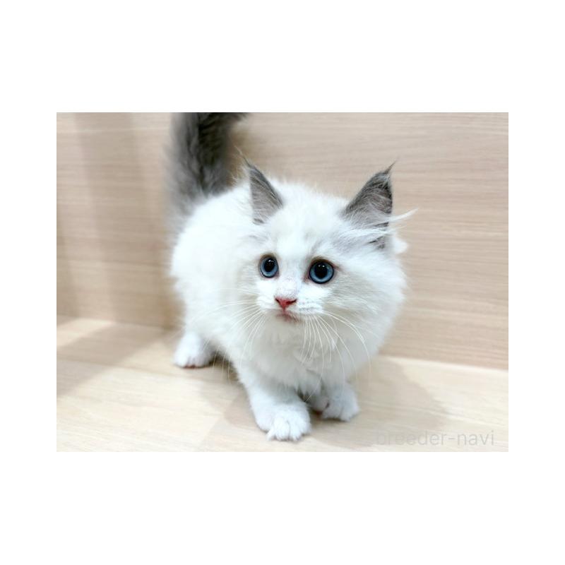 販売中の東京都のラグドール-132528の2枚目