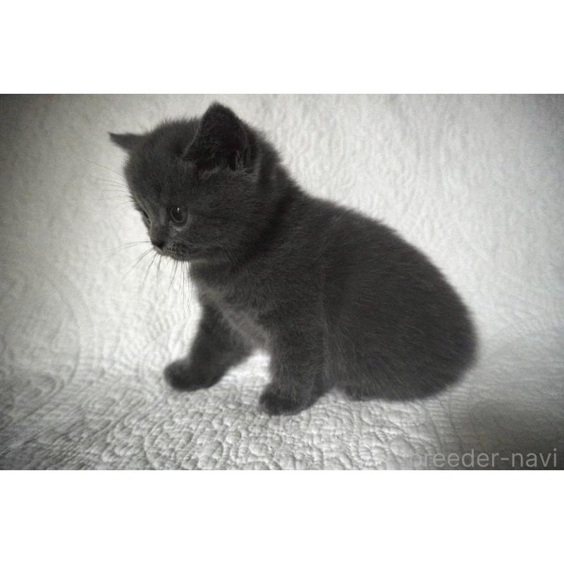 販売中の愛知県のブリティッシュショートヘア-132527の4枚目