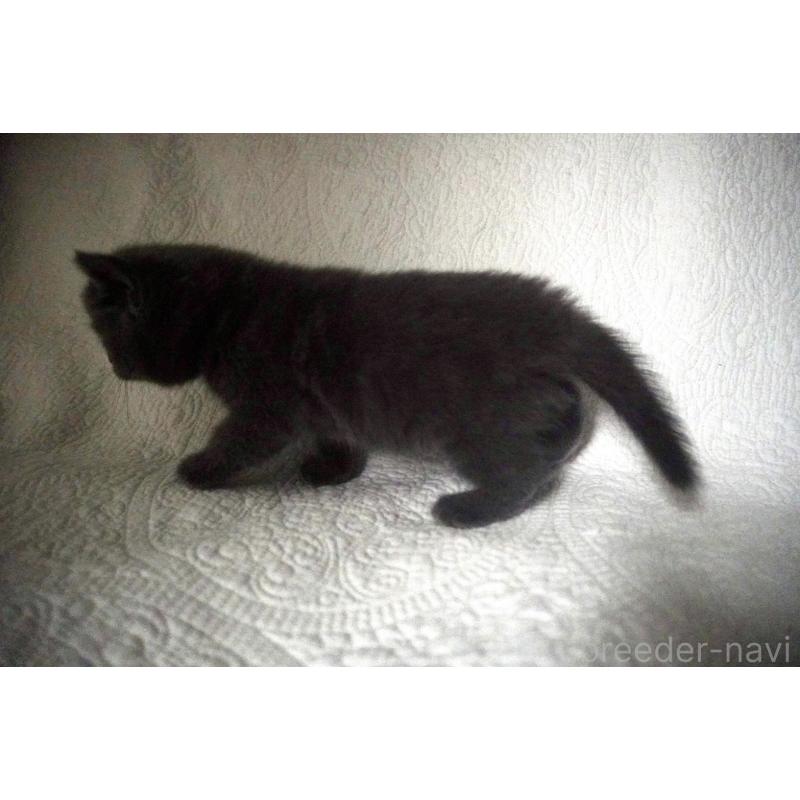 販売中の愛知県のブリティッシュショートヘア-132527の3枚目