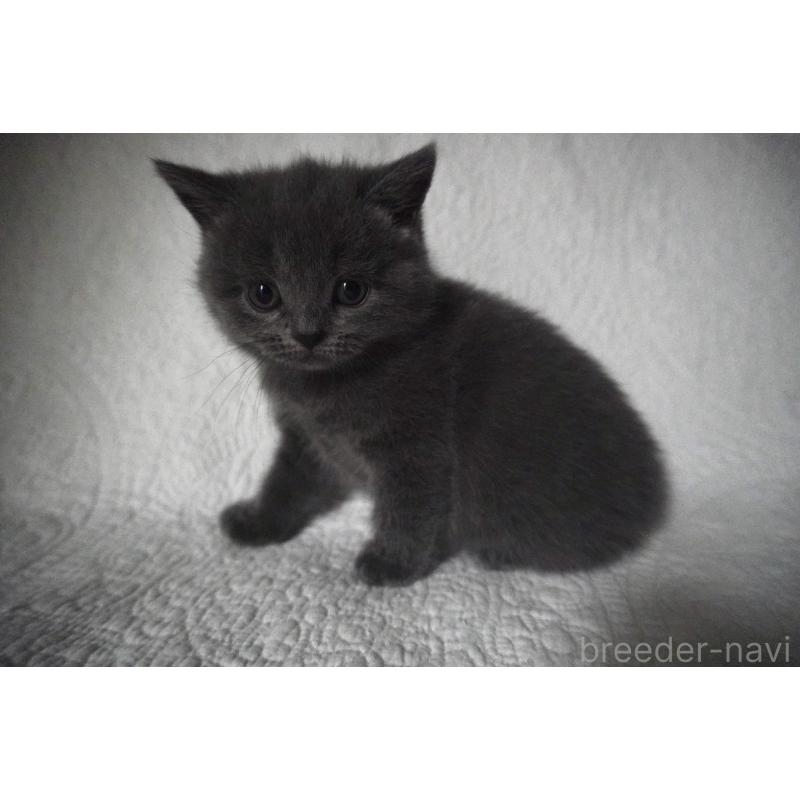 販売中の愛知県のブリティッシュショートヘア-132527の2枚目