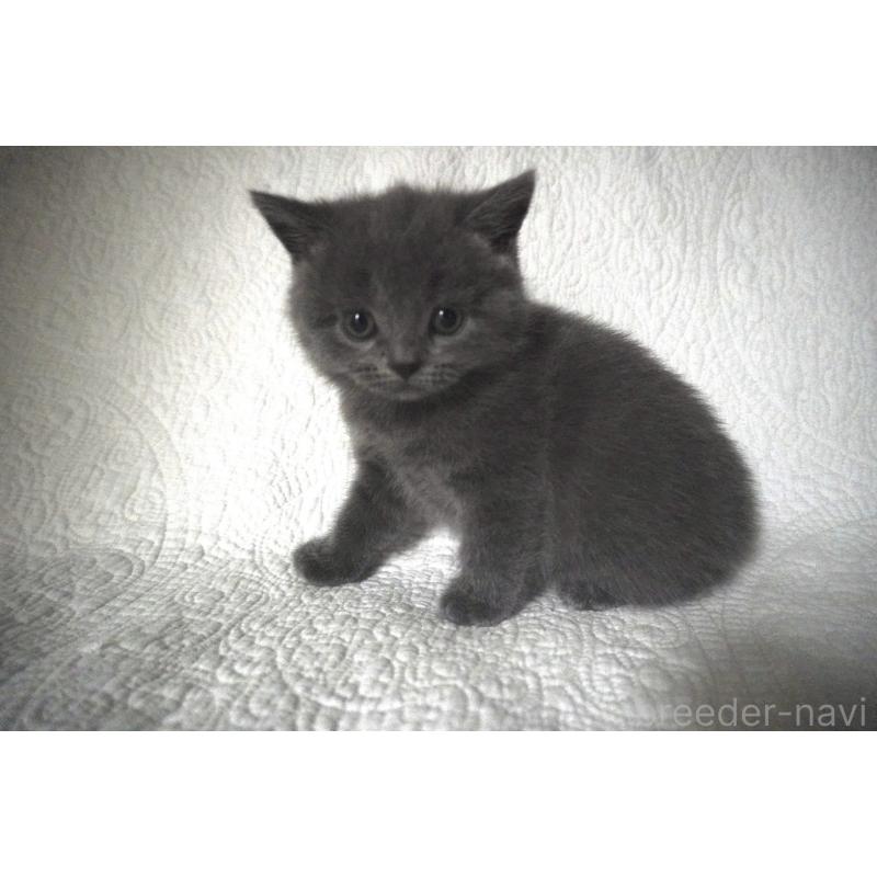 販売中の愛知県のブリティッシュショートヘア-132527の1枚目