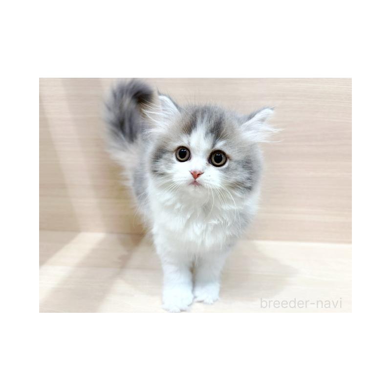 販売中の東京都のラガマフィン-132530