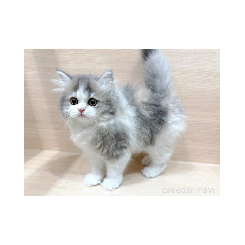 販売中の東京都のラガマフィン-132530の5枚目