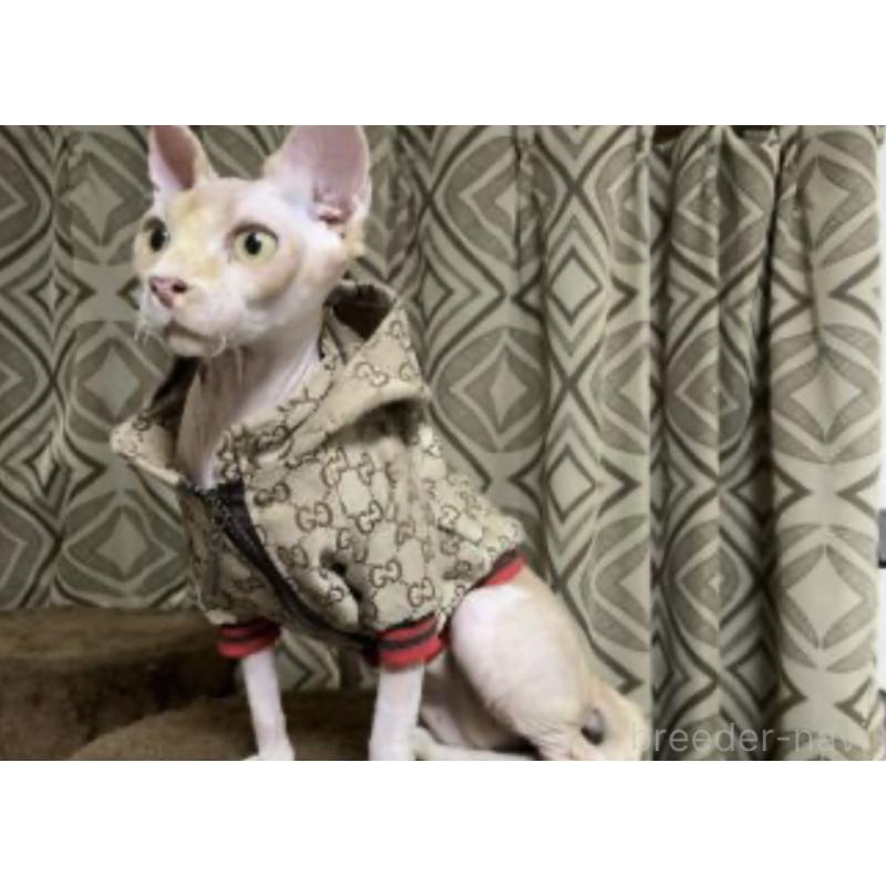 イブちゃん1枚目