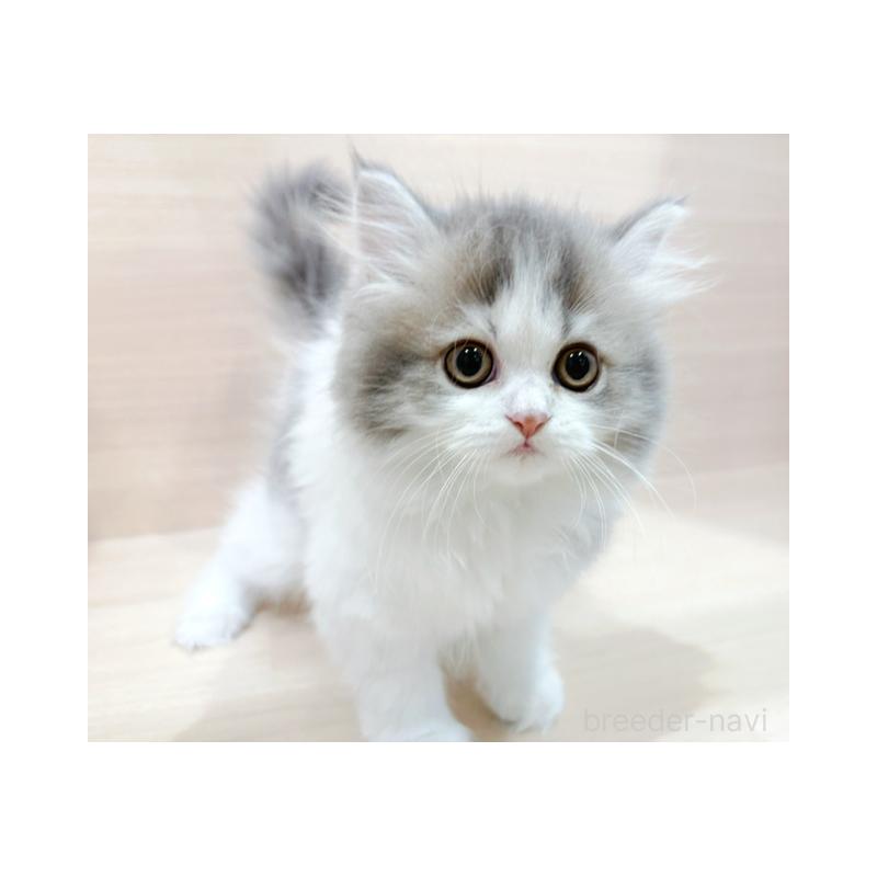 販売中の東京都のラガマフィン-132530の4枚目