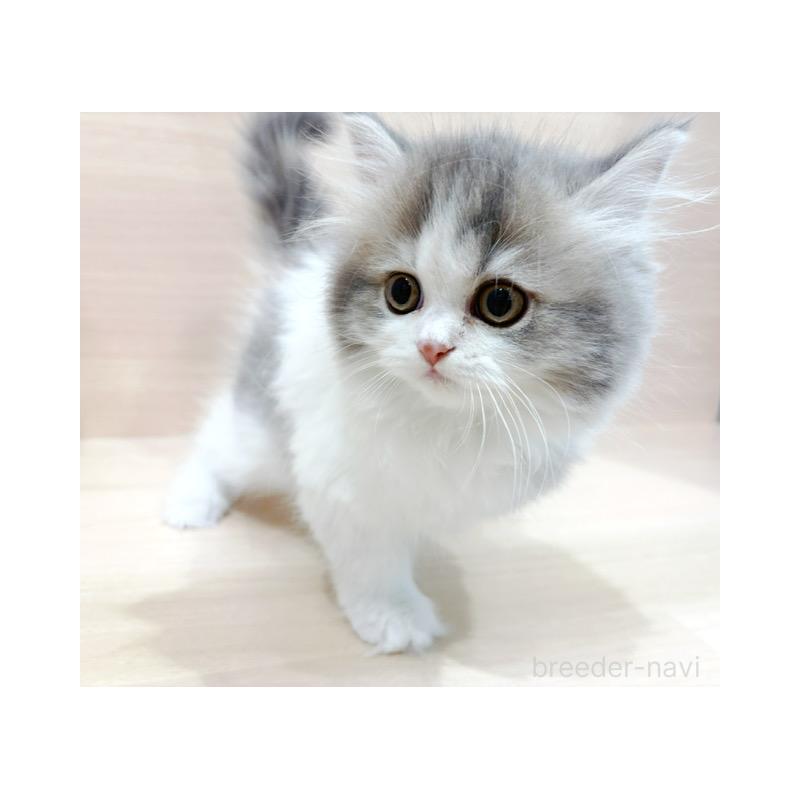 販売中の東京都のラガマフィン-132530の3枚目