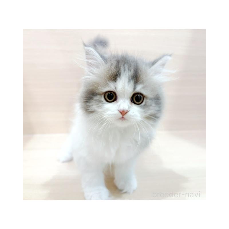 販売中の東京都のラガマフィン-132530の2枚目