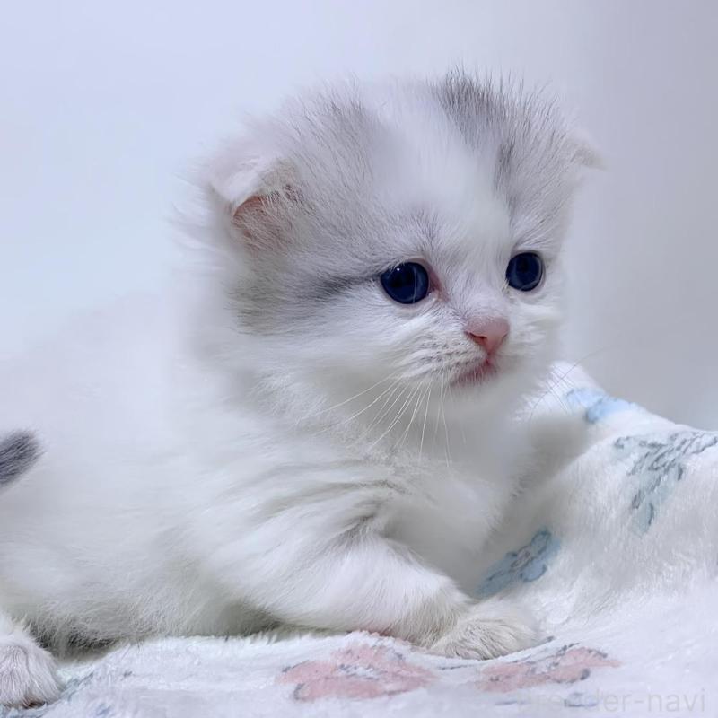 販売中の福岡県のミヌエット(短足)-132529の5枚目