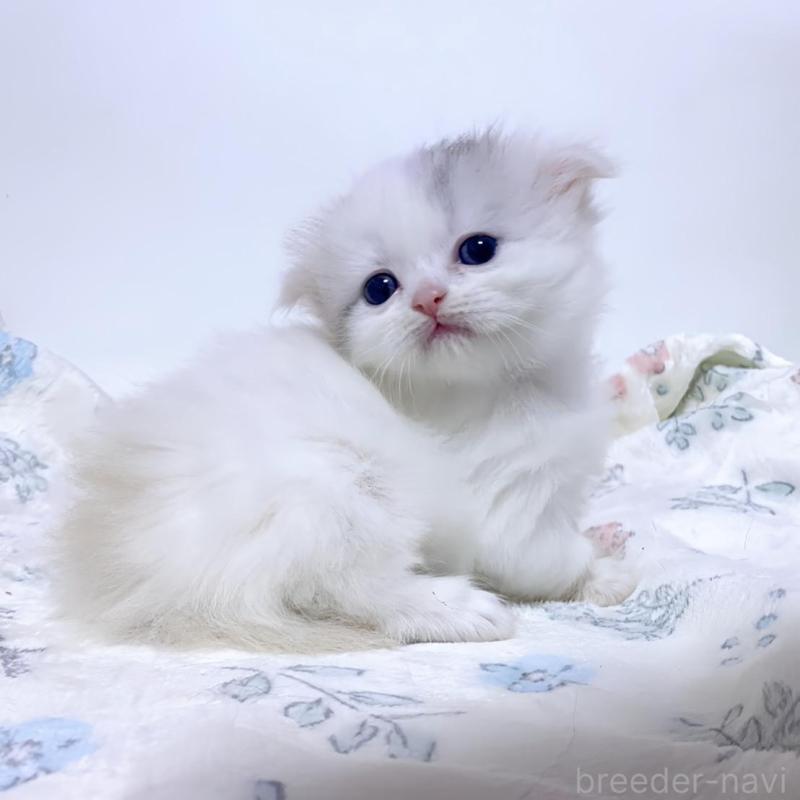 販売中の福岡県のミヌエット(短足)-132529の4枚目