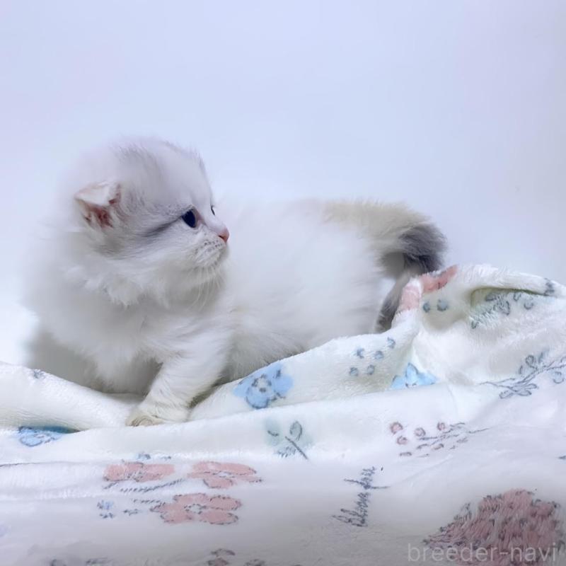 販売中の福岡県のミヌエット(短足)-132529の3枚目