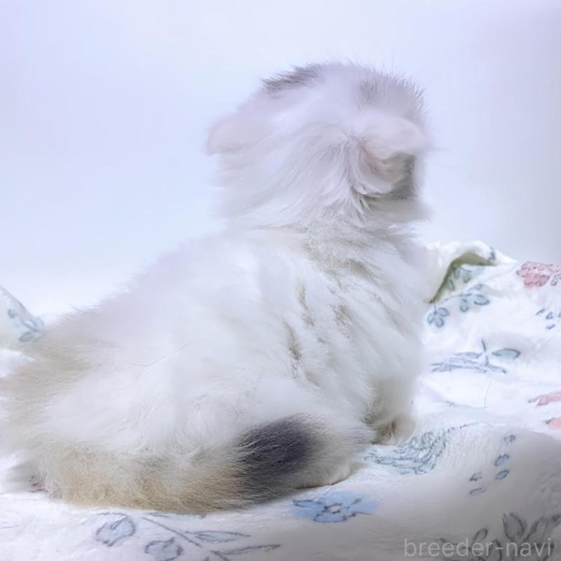 販売中の福岡県のミヌエット(短足)-132529の2枚目