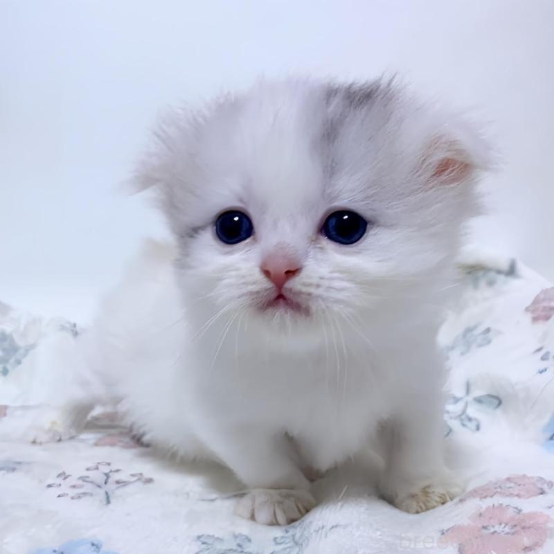 販売中の福岡県のミヌエット(短足)-132529の1枚目