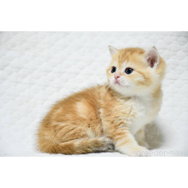 販売中の愛知県のブリティッシュショートヘア-132532の4枚目