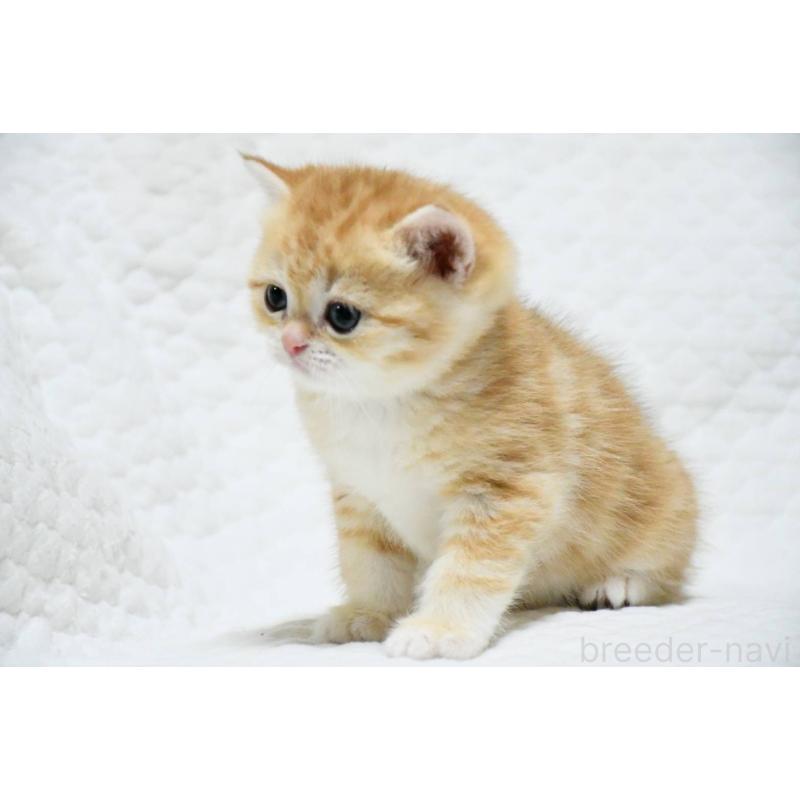 販売中の愛知県のブリティッシュショートヘア-132532の3枚目