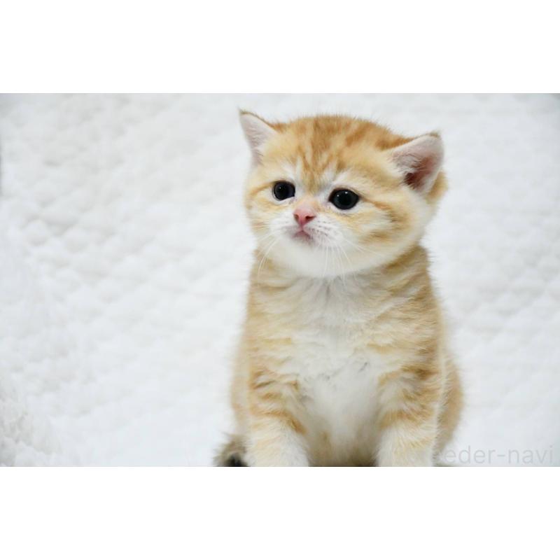 販売中の愛知県のブリティッシュショートヘア-132532の2枚目