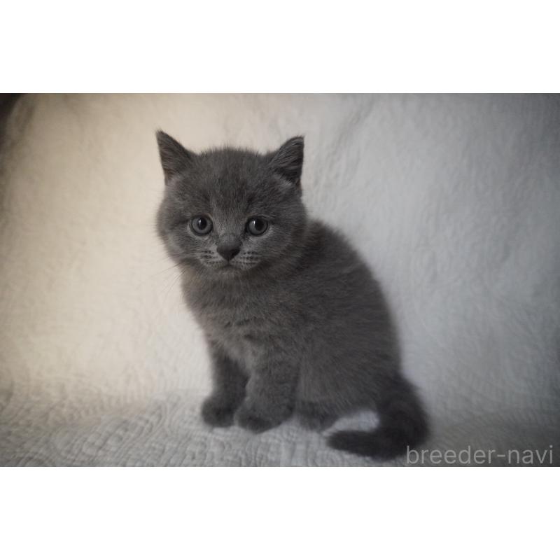 販売中の愛知県のブリティッシュショートヘア-132531の3枚目