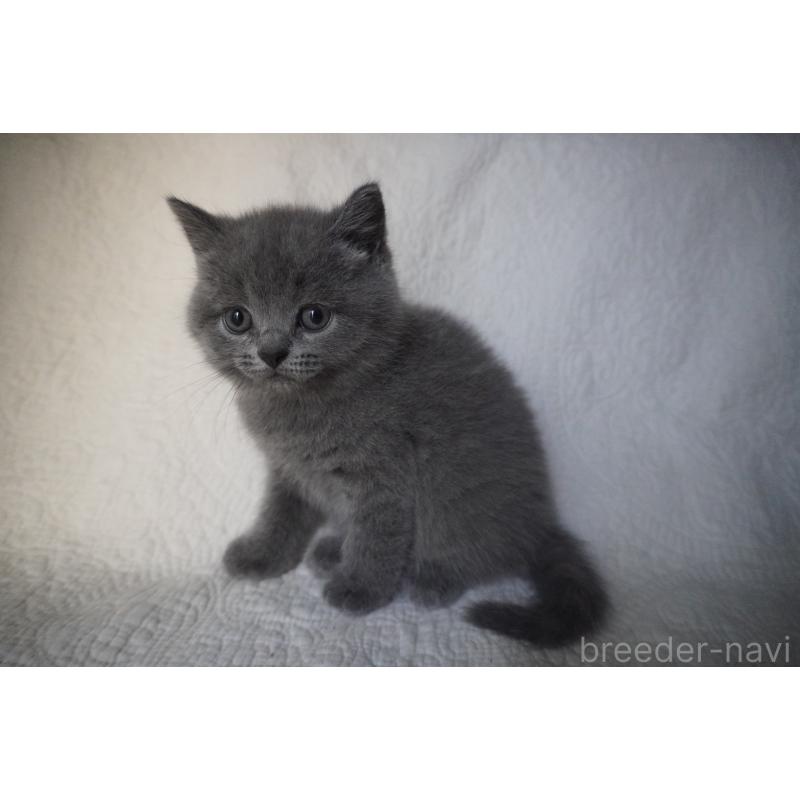 販売中の愛知県のブリティッシュショートヘア-132531の2枚目