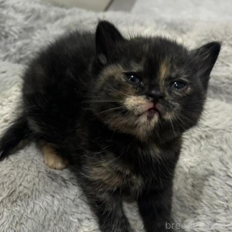 販売中の福岡県のスコティッシュフォールド-132533の3枚目