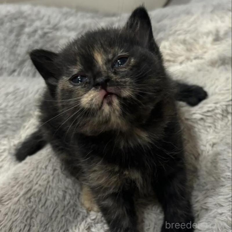 販売中の福岡県のスコティッシュフォールド-132533