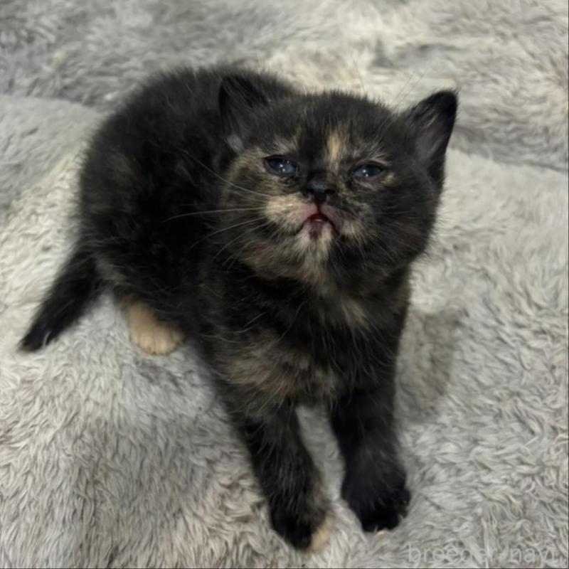 販売中の福岡県のスコティッシュフォールド-132533の2枚目