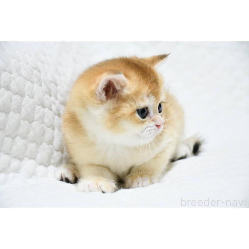 販売中の愛知県のブリティッシュショートヘア-132534の4枚目