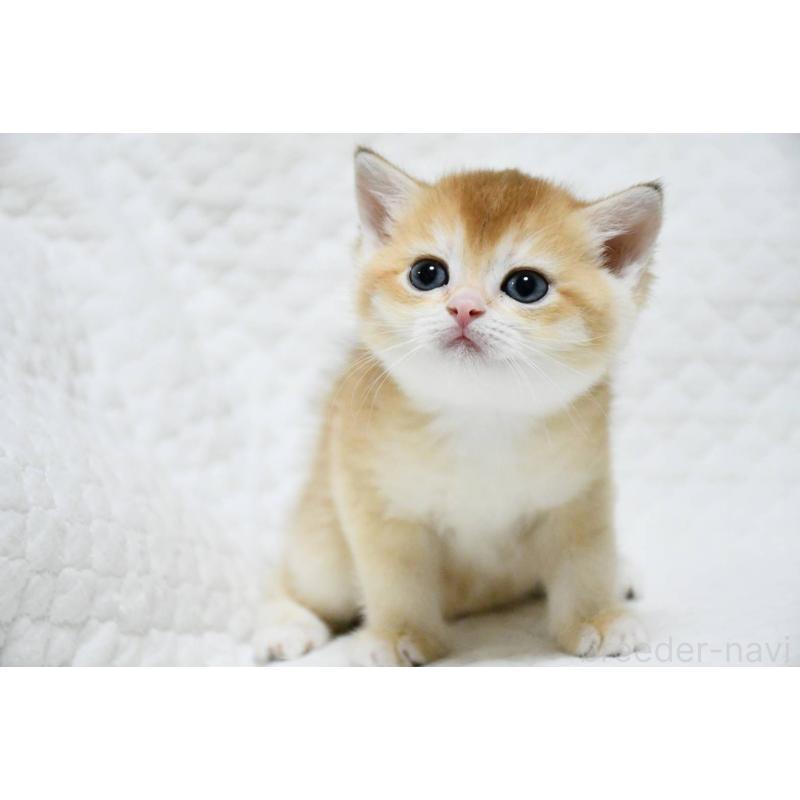 販売中の愛知県のブリティッシュショートヘア-132534の2枚目