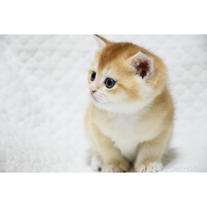 販売中の愛知県のブリティッシュショートヘア-132534の3枚目