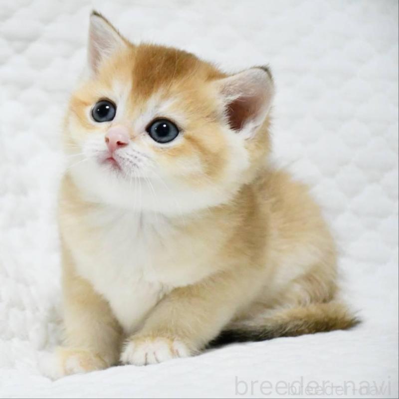 販売中の愛知県のブリティッシュショートヘア-132534