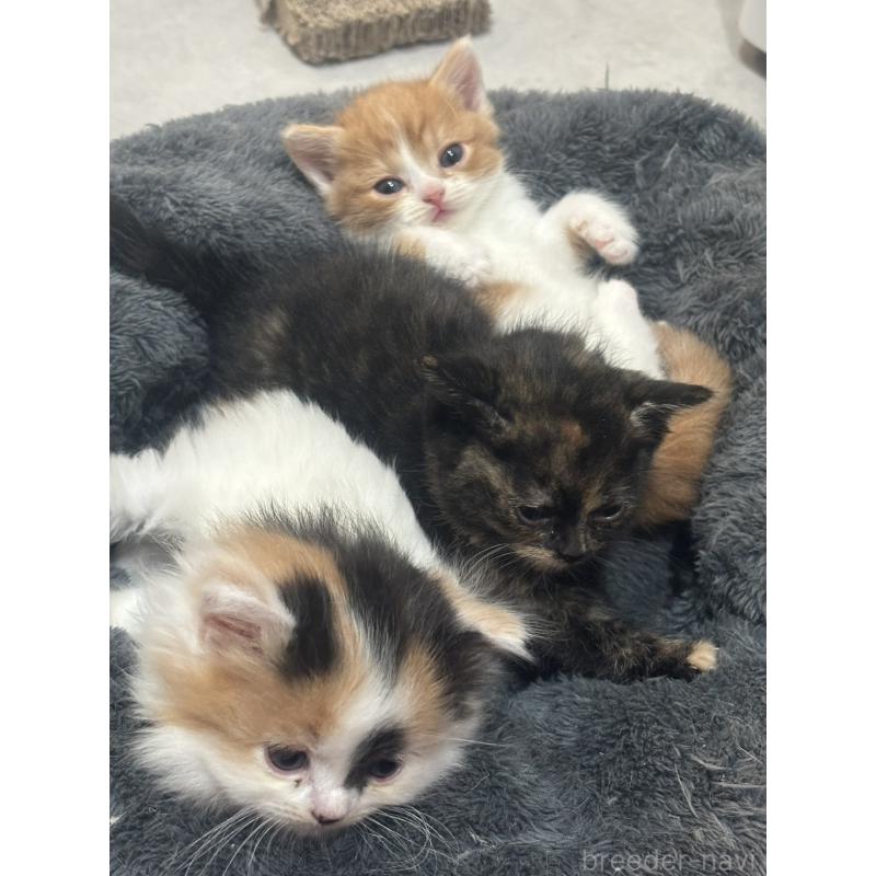 販売中の福岡県のスコティッシュフォールド-132536の5枚目