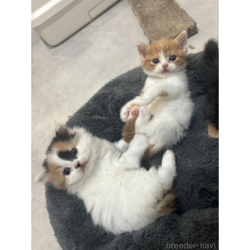 販売中の福岡県のスコティッシュフォールド-132536の4枚目