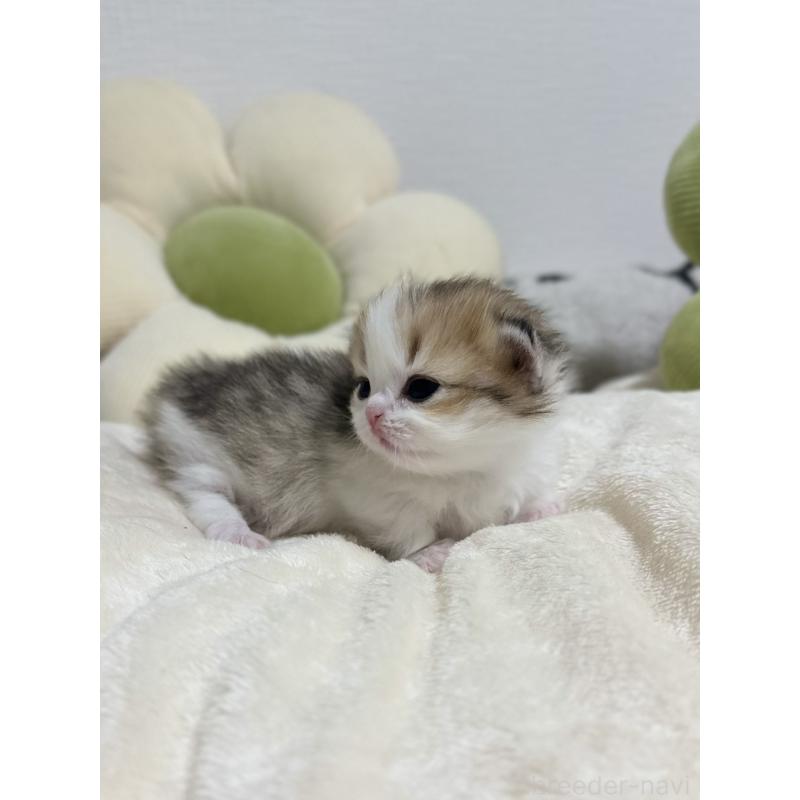 販売中の東京都のミヌエット(短足)-132535