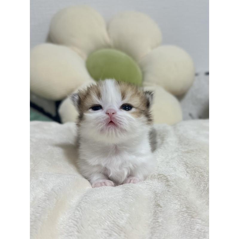 販売中の東京都のミヌエット(短足)-132535の5枚目