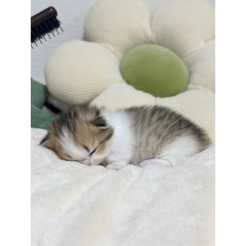 販売中の東京都のミヌエット(短足)-132535の3枚目