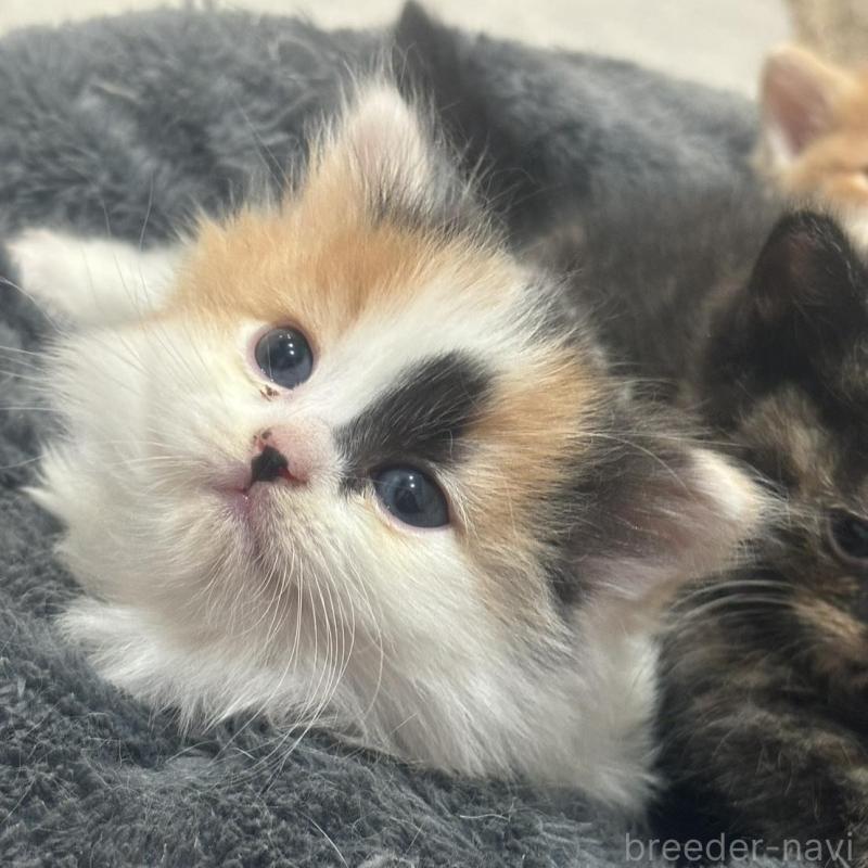 販売中の福岡県のスコティッシュフォールド-132536の1枚目