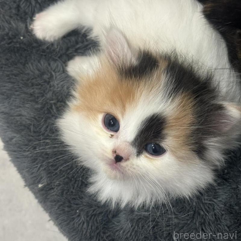 販売中の福岡県のスコティッシュフォールド-132536の3枚目