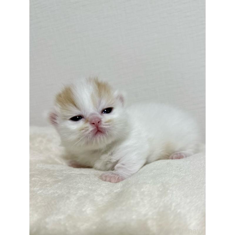 販売中の東京都のミヌエット(短足)-132538の8枚目