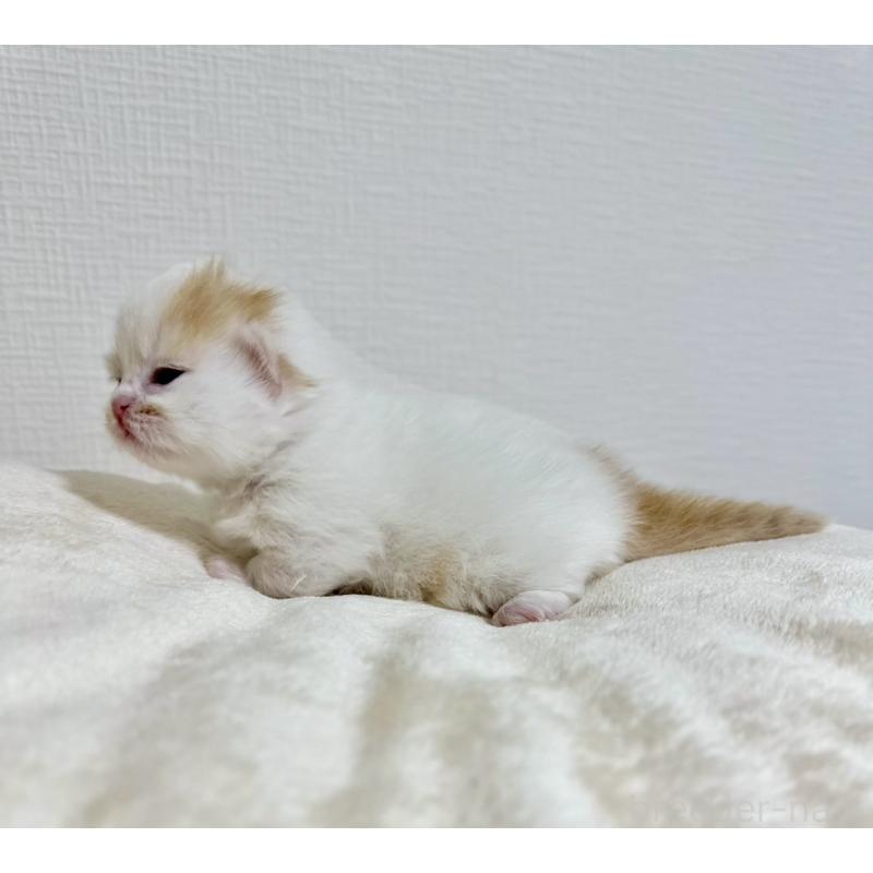 販売中の東京都のミヌエット(短足)-132538の7枚目