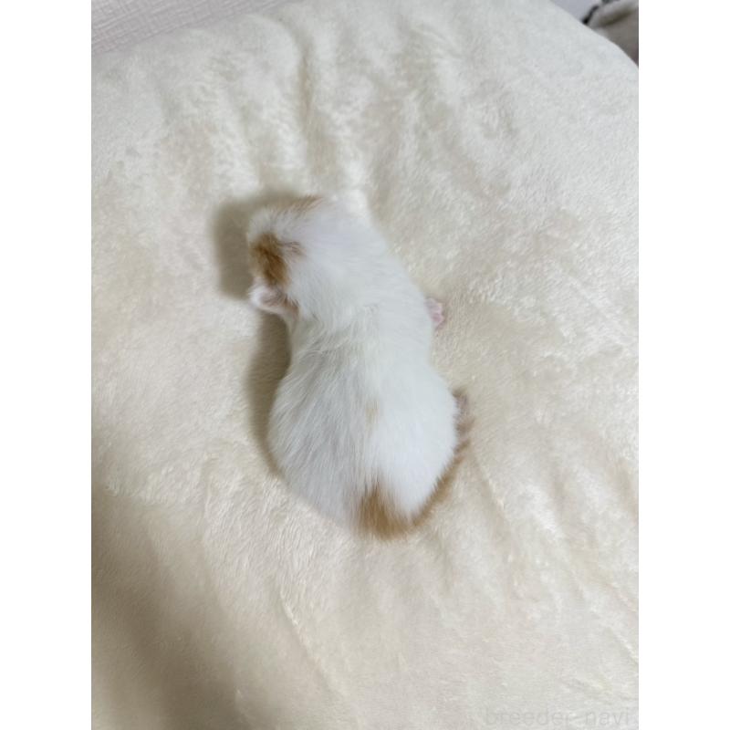 販売中の東京都のミヌエット(短足)-132538の6枚目