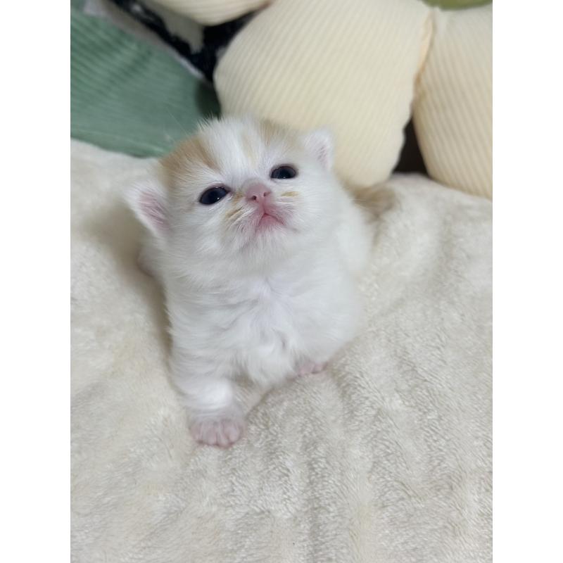 販売中の東京都のミヌエット(短足)-132538