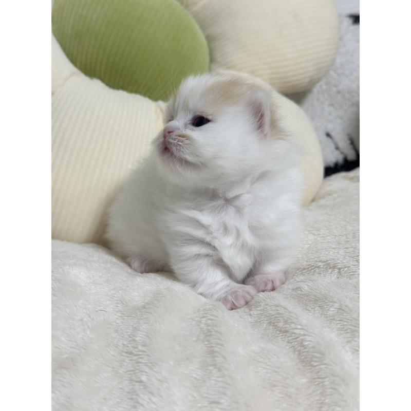 販売中の東京都のミヌエット(短足)-132538の4枚目