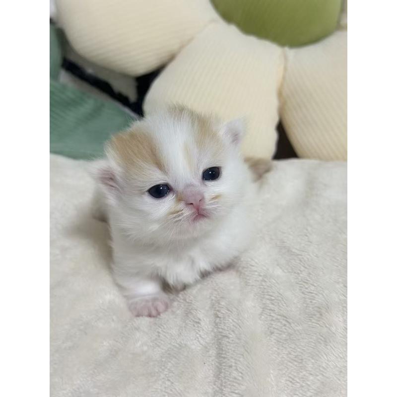 販売中の東京都のミヌエット(短足)-132538の3枚目