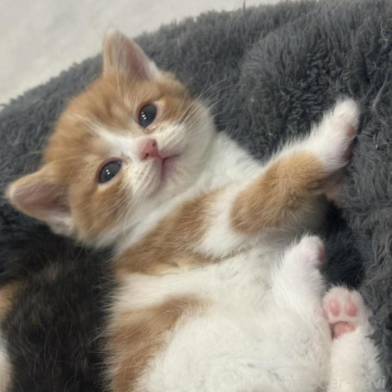 販売中の福岡県のスコティッシュフォールド-132537