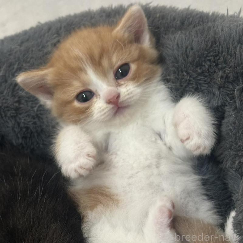 販売中の福岡県のスコティッシュフォールド-132537の3枚目