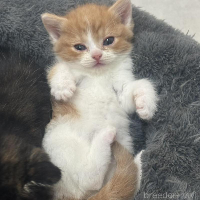 販売中の福岡県のスコティッシュフォールド-132537の2枚目