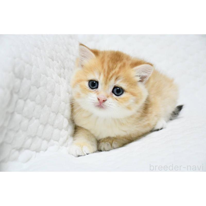 販売中の愛知県のブリティッシュショートヘア-132539の3枚目